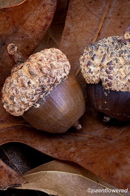 Acorns